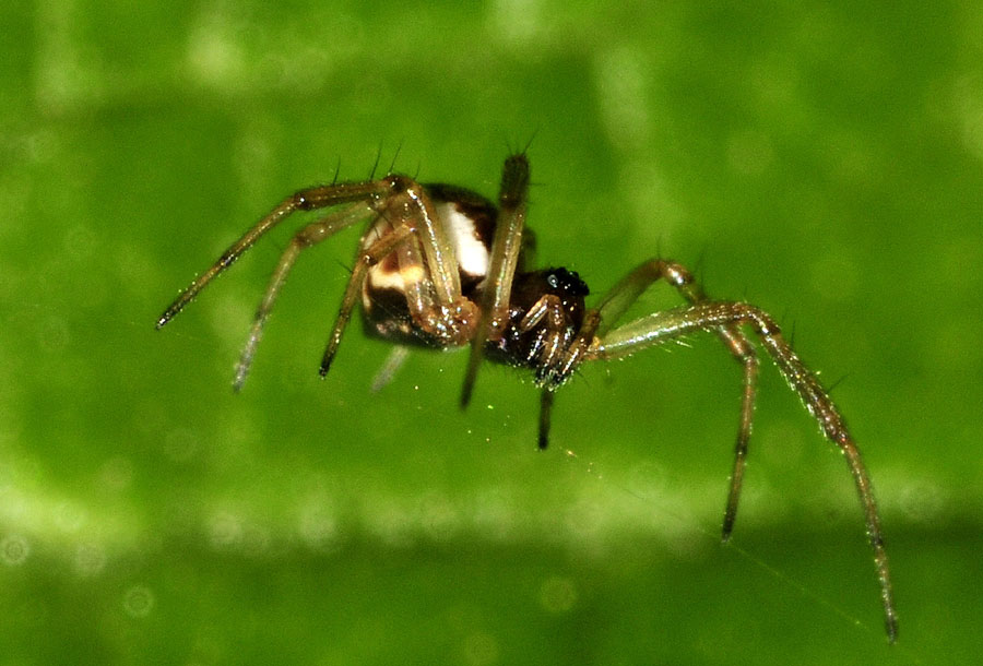 Neriene sp. - Colombarone (MO)